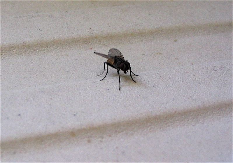 Pourquoi les mouches nous envahissent-elles en été ? - France Bleu