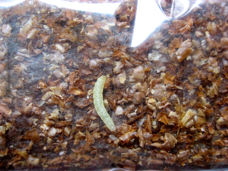 Antimite : 13 solutions naturelles pour se débarrasser des mites