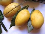 Les merveilleuses pommes de terre vapeur de Cyril